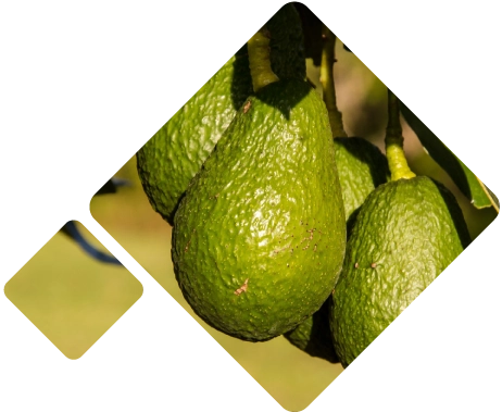 Avocado Logistics Mexico