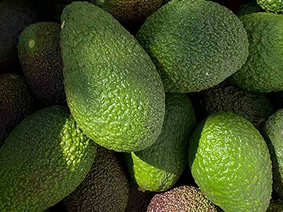 Export of Peruvian Avocado