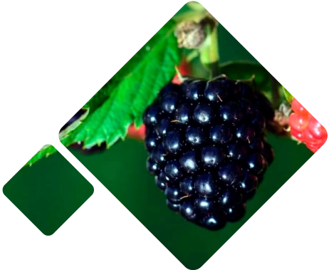Frozen blackberries Logistics Chile