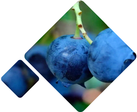 Blueberries Logistics Chile