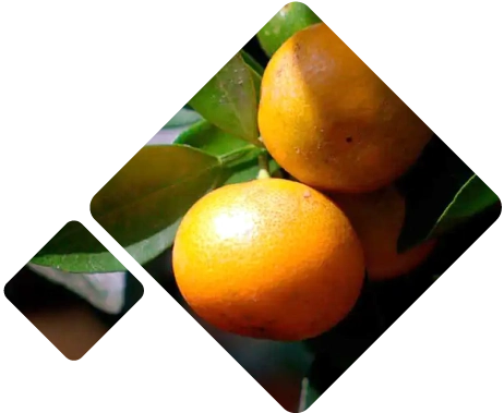 Citrus fruits Logistics Peru