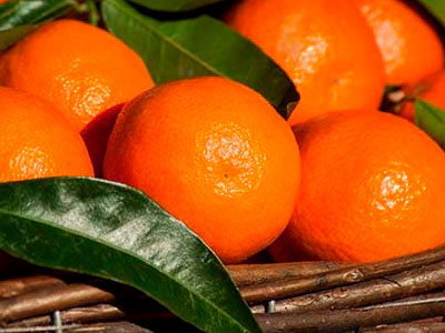 Export of Chilean Clementine