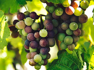 About of Grapes Logistics Chile