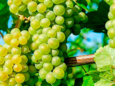 About of Grape Logistics 