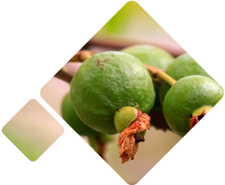 Guava Logistics Mexico