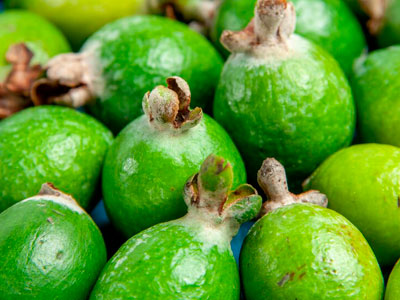 Export of Mexican Guava