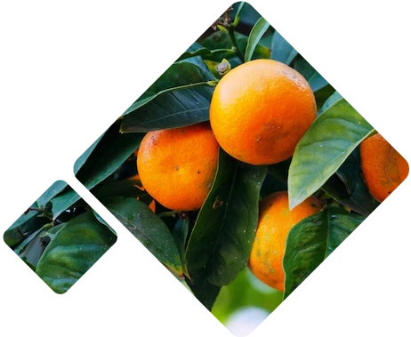 Mandarina Logistica Chile