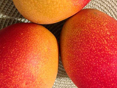 Export of Peruvian Mangoes