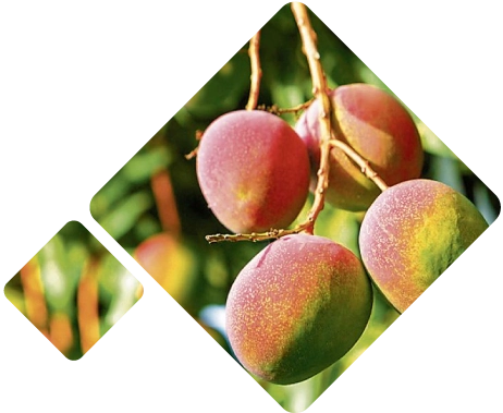 Mango<br>deshidratado Logistica Perú