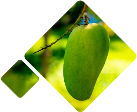 Mangoes Logistics Peru