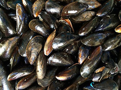 Export of Chilean Mussels