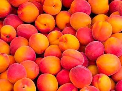 Export of Chilean Nectarines