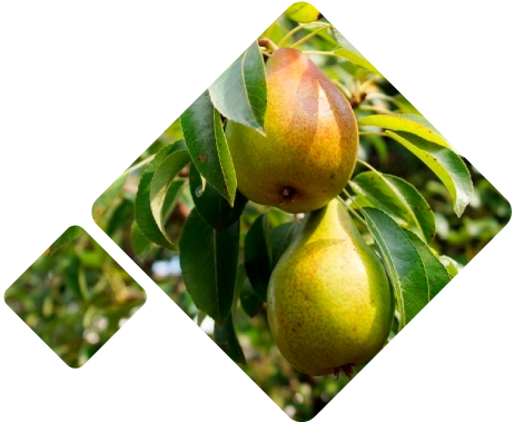 Pears Logistics Chile