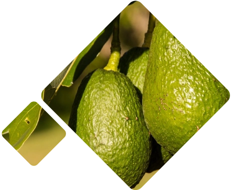 Frozen avocado Logistics Peru