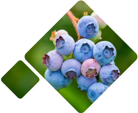 Frozen blueberries Logistics Peru