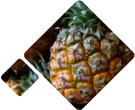 Pineapple Logistics Mexico