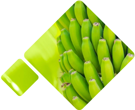 Plátanos Logistica México