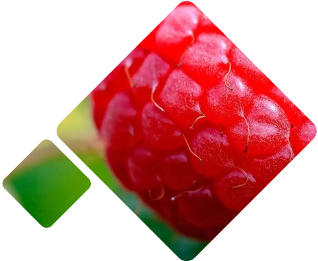 Raspberry Logistics Mexico