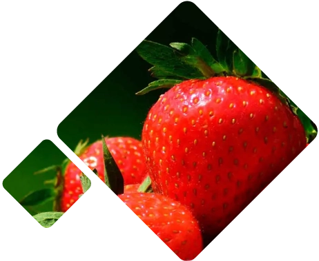 Strawberries Logistics 