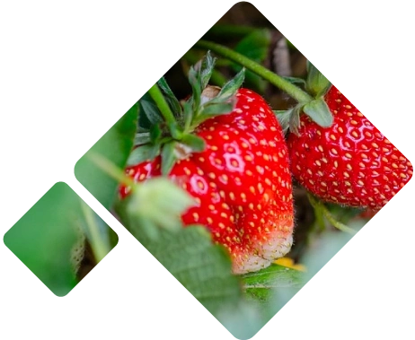 Frozen strawberries Logistics Peru