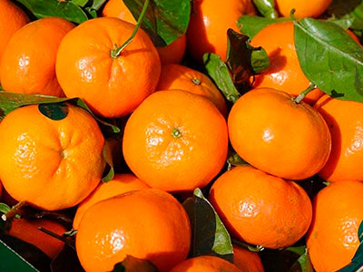 Export of Chilean Tangerine